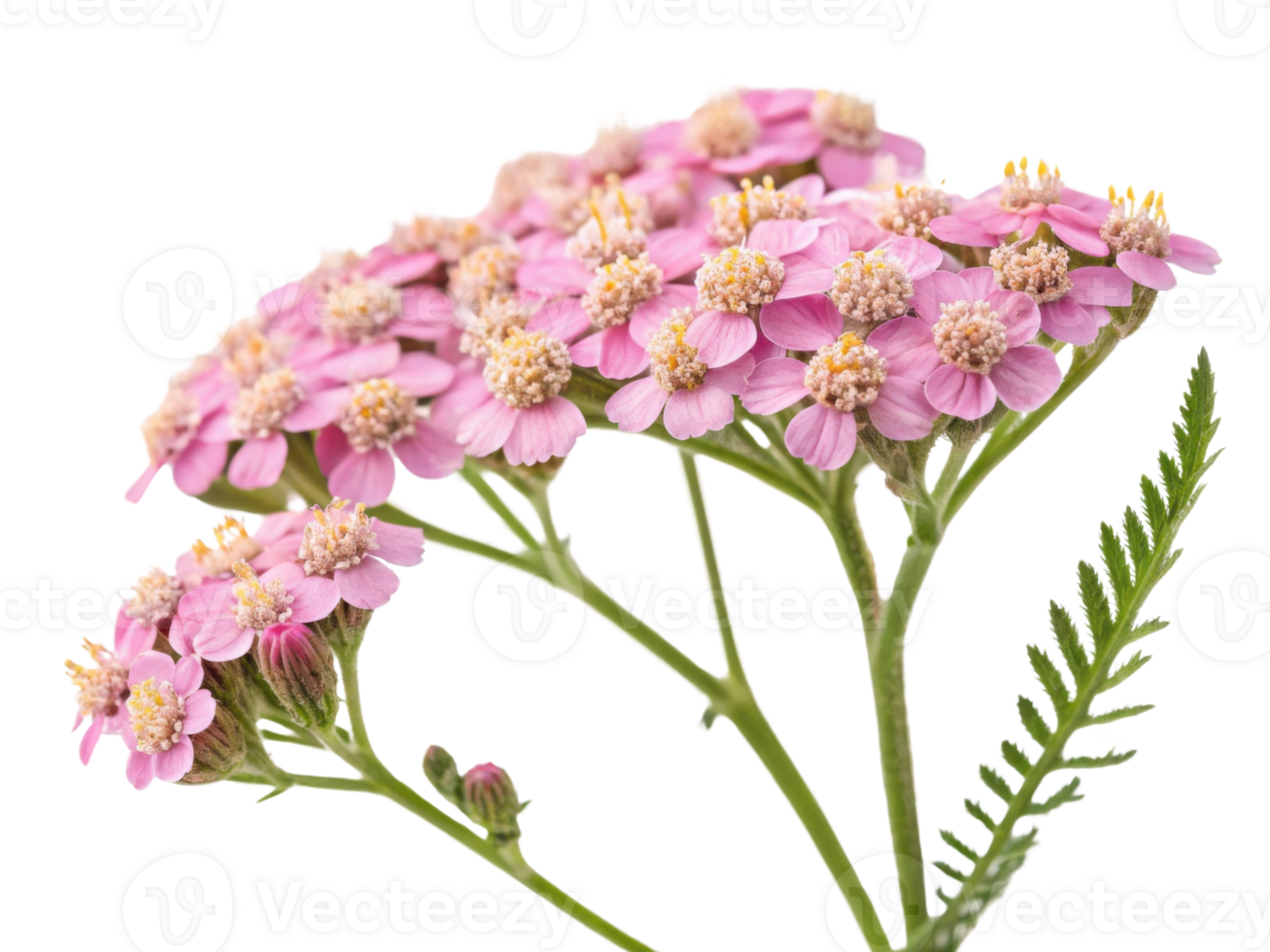 Yarrow flowers bloom in delicate pink clusters showcasing their beauty and charm in nature garden png