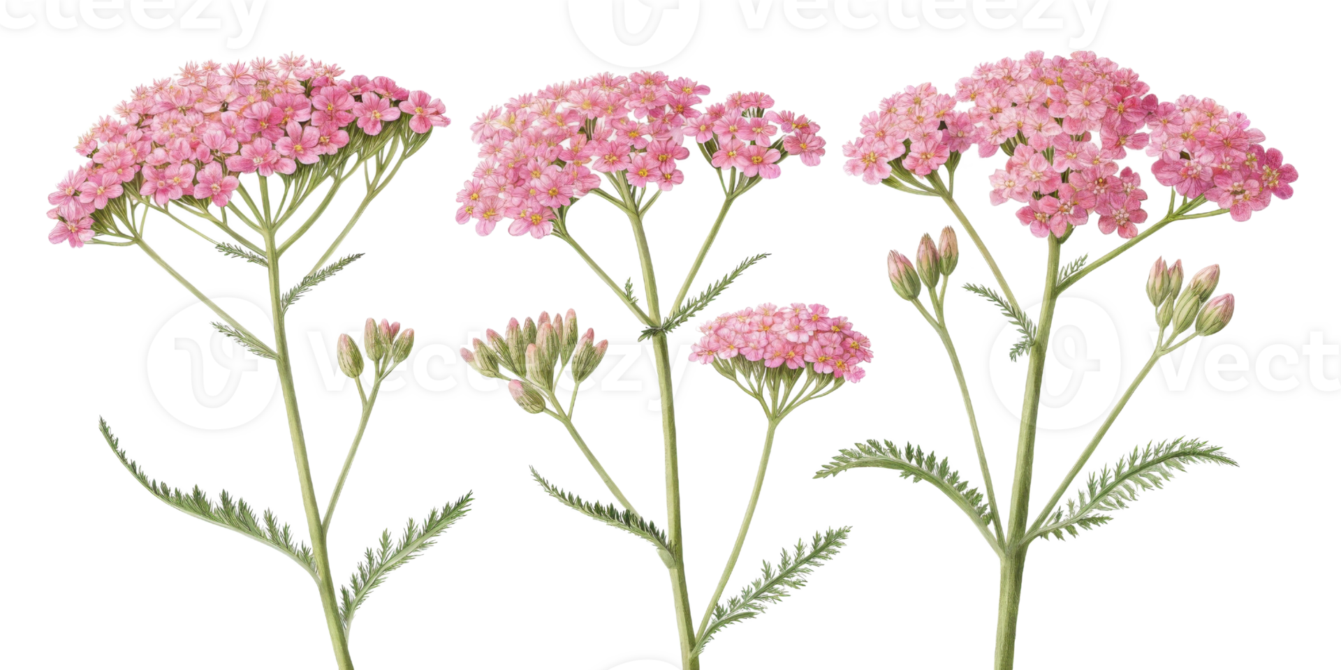 Yarrow flowers bloom in delicate pink clusters, showcasing their beauty and charm in nature garden png