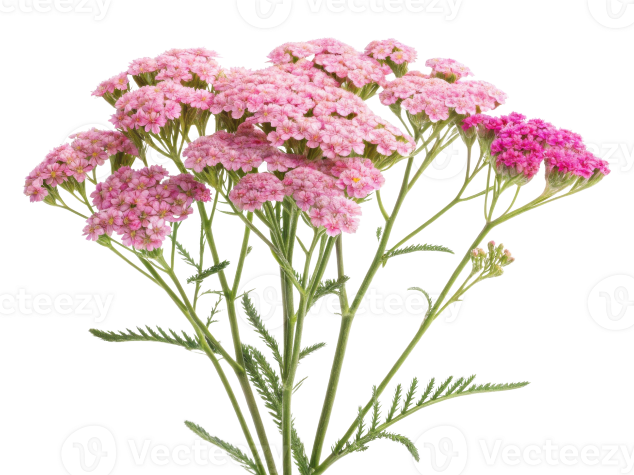 Beautiful yarrow flowers bloom in shades of pink, creating vibrant display that brightens any garden or floral arrangement png