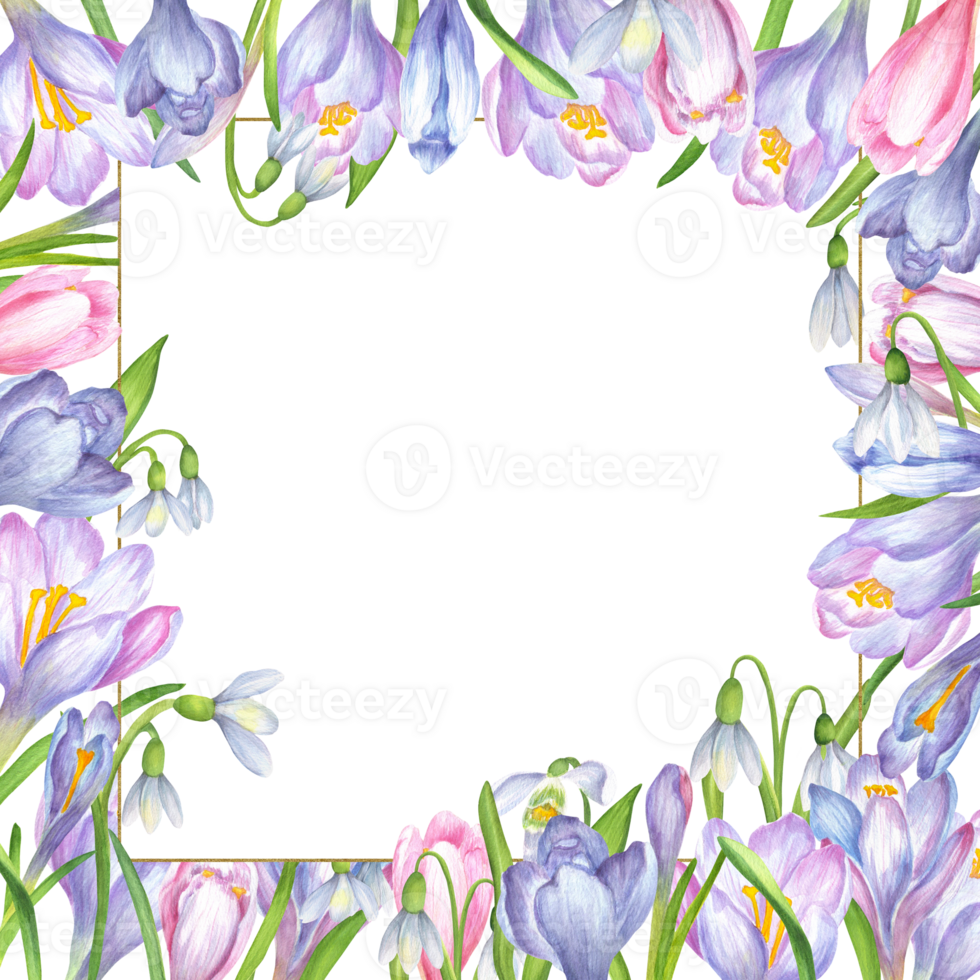 Square frame of soft purple, blue crocus flowers, white snowdrops flowers, green leaves and tiny gold frame. Square frame of flowers. Springtime garden clipart. Hand-drawn watercolor illustration png