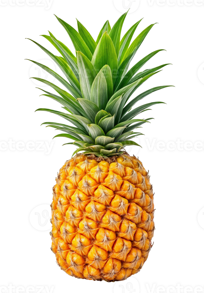 Freshly harvested pineapple stands upright, showcasing its vibrant yellow skin and lush green crown from a tropical farm png