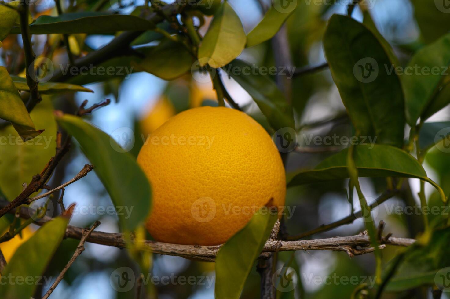 Bright orange fruit hangs amid lush green leaves on a sunny afternoon in a vibrant orchard photo