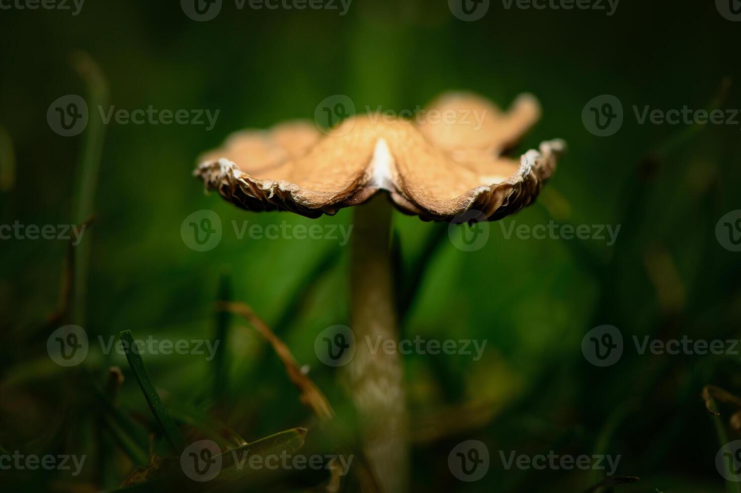 Close-up of a delicate mushroom emerging from lush green grass in a tranquil forest setting 1 photo