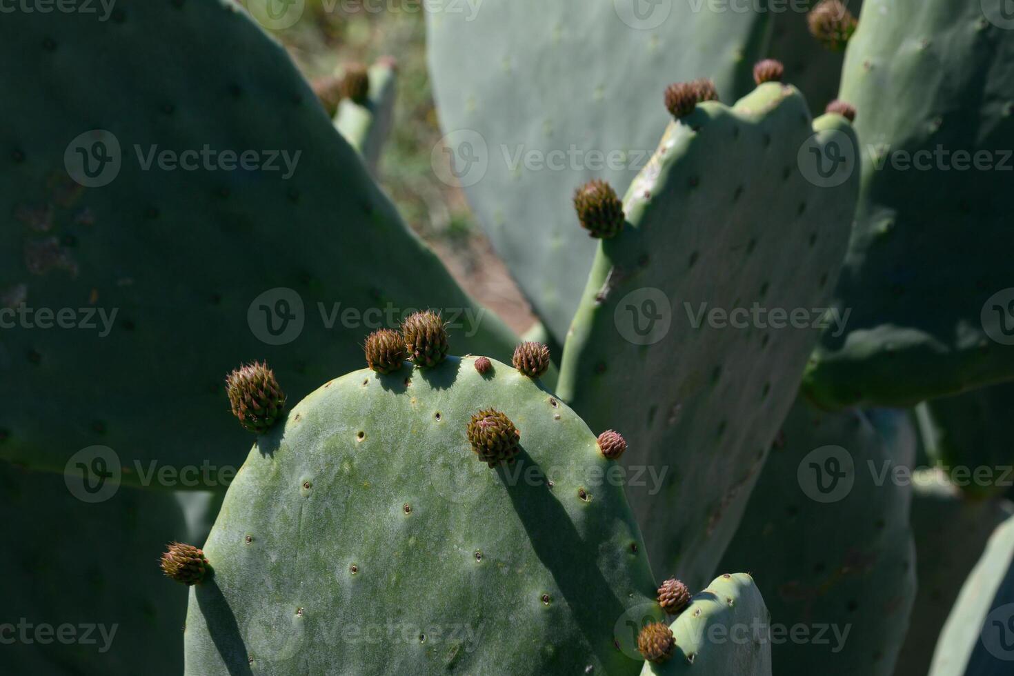 Vibrant cactus pads adorned with budding flowers bask in the warm sunlight of a serene desert landscape photo