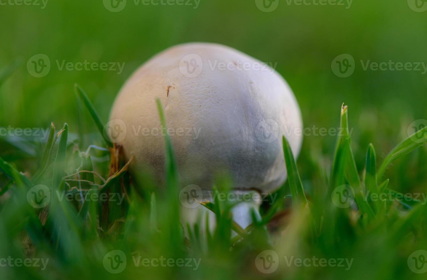 Fresh Champignon Mushrooms in Green Grass on Cyprus photo