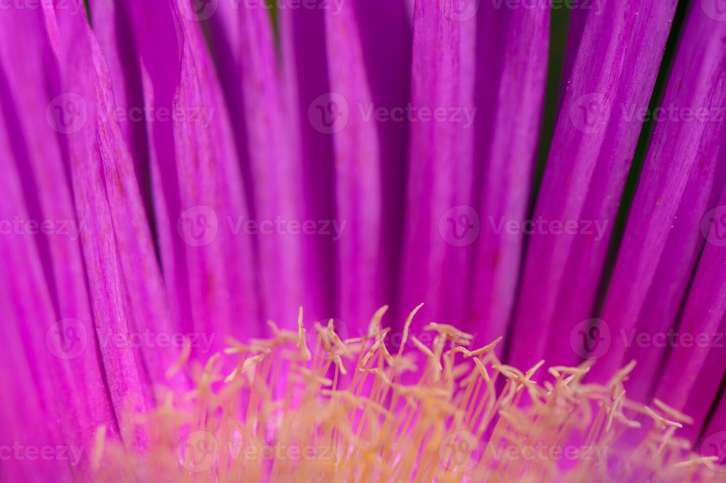 Carpobrotus Edulis Fruit and Leaves Close Up photo