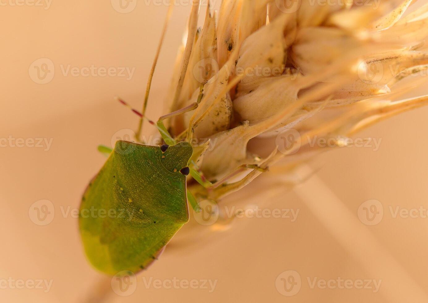 A green stink bug Nezara viridula on ripening rye spikes in Cyprus. Macro image capturing insect life in a Mediterranean agricultural landscape. photo