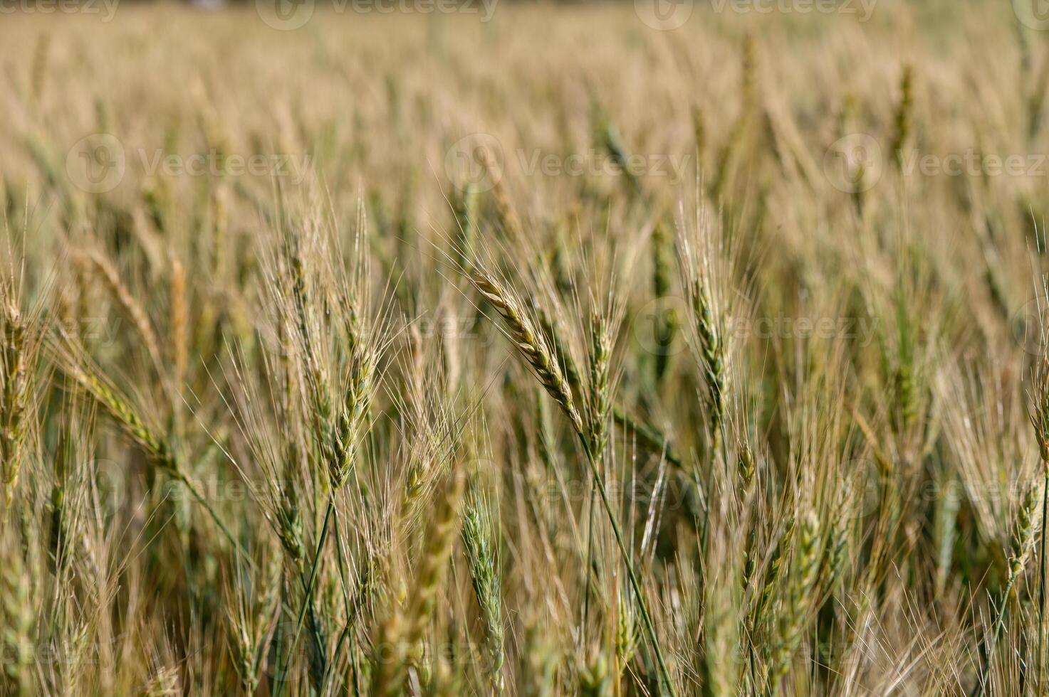 Detailed view of rye ears growing in a field under bright sunlight. Summer landscape with natural grain cultivation. photo