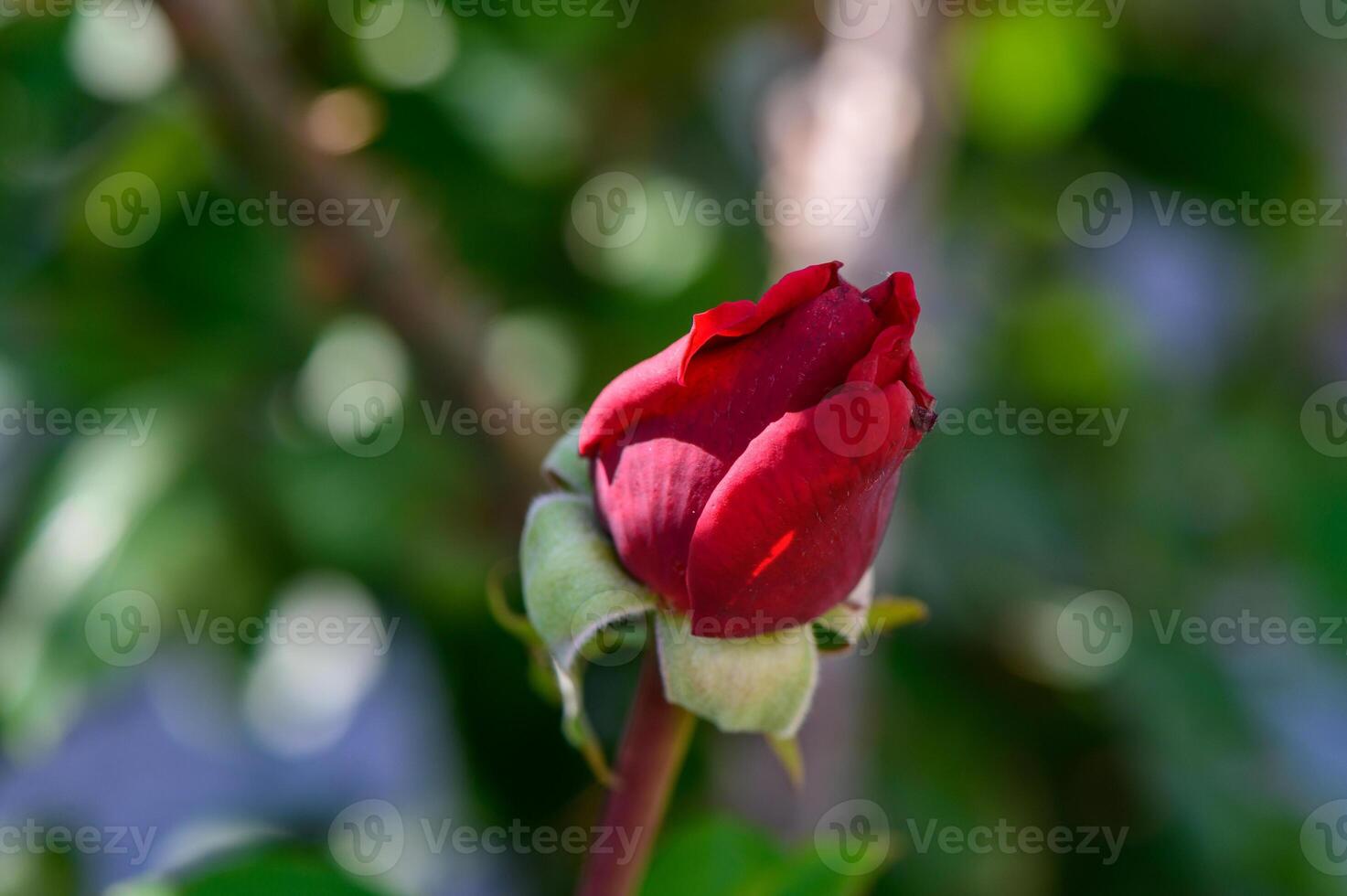 Red Rose Bud Close-Up photo