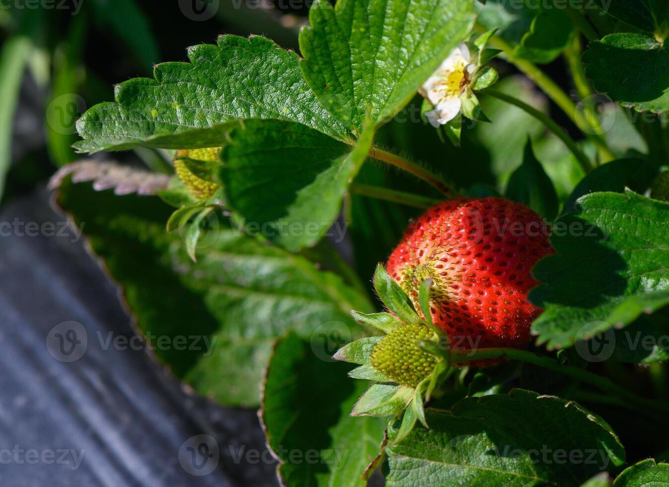 Harvesting ripe strawberries among lush green leaves in a sunlit field during early summer photo