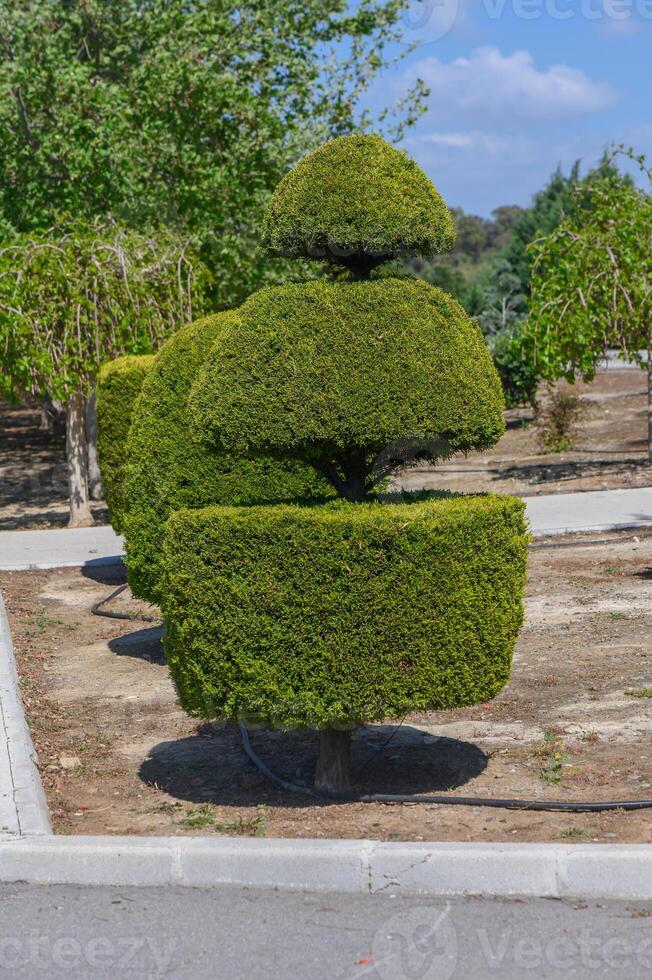 Uniquely shaped topiary sculpture in a serene garden setting under a bright sky photo