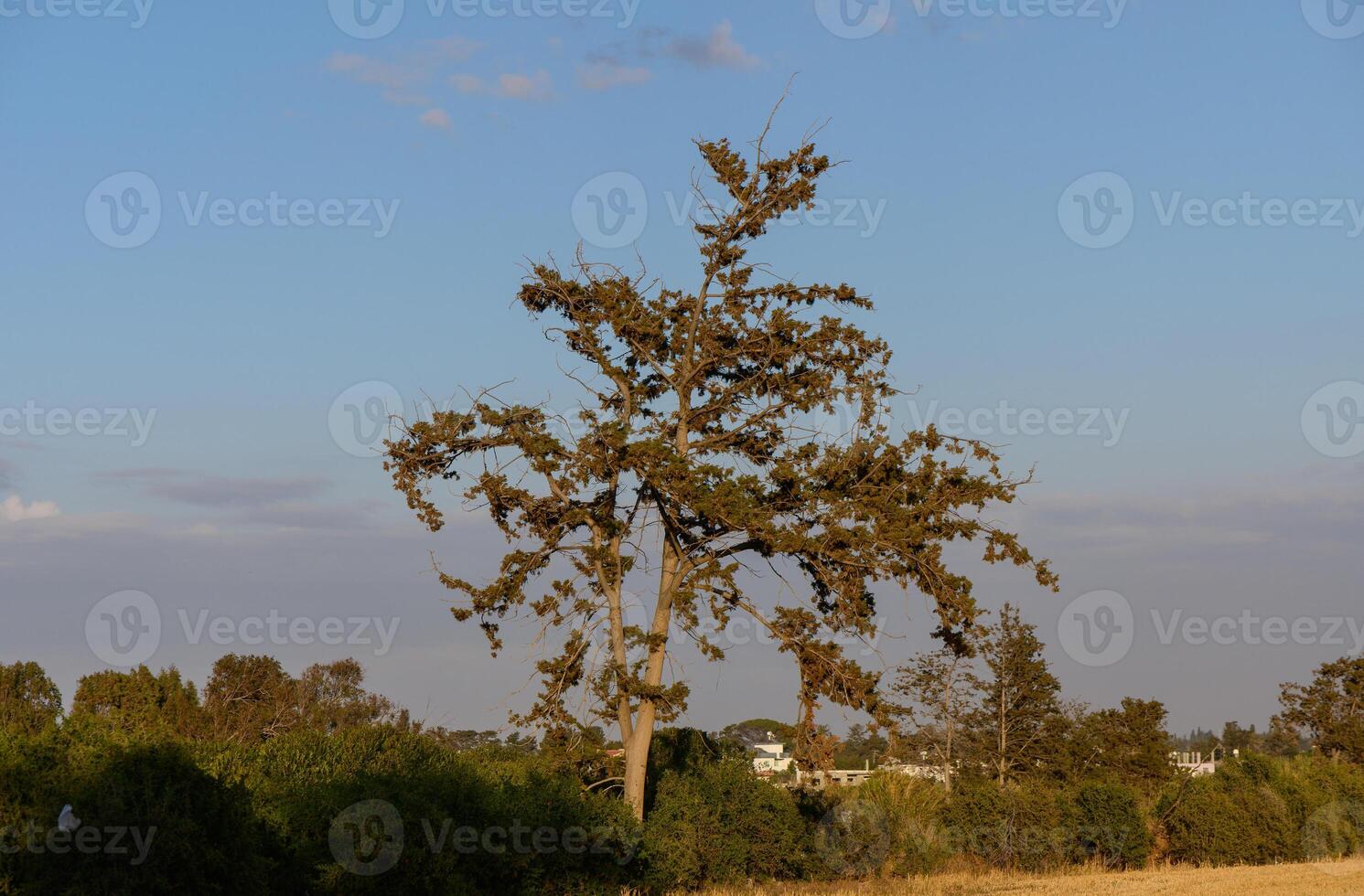 Pine Tree Against the Sky in Cyprus photo