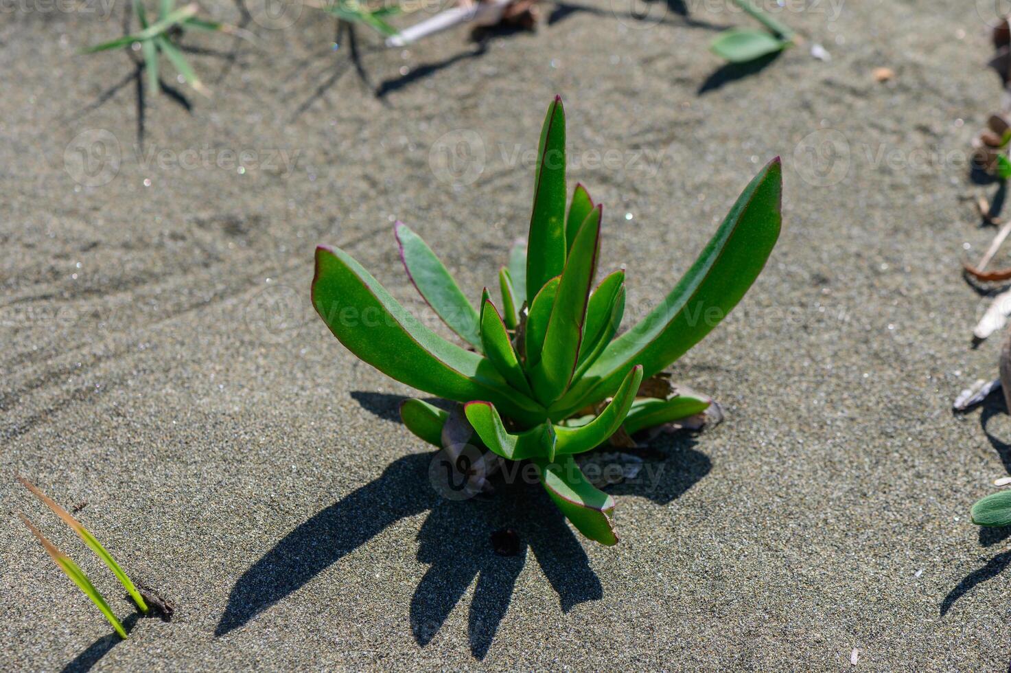 Carpobrotus Edulis Growing on Coastal Cliff photo