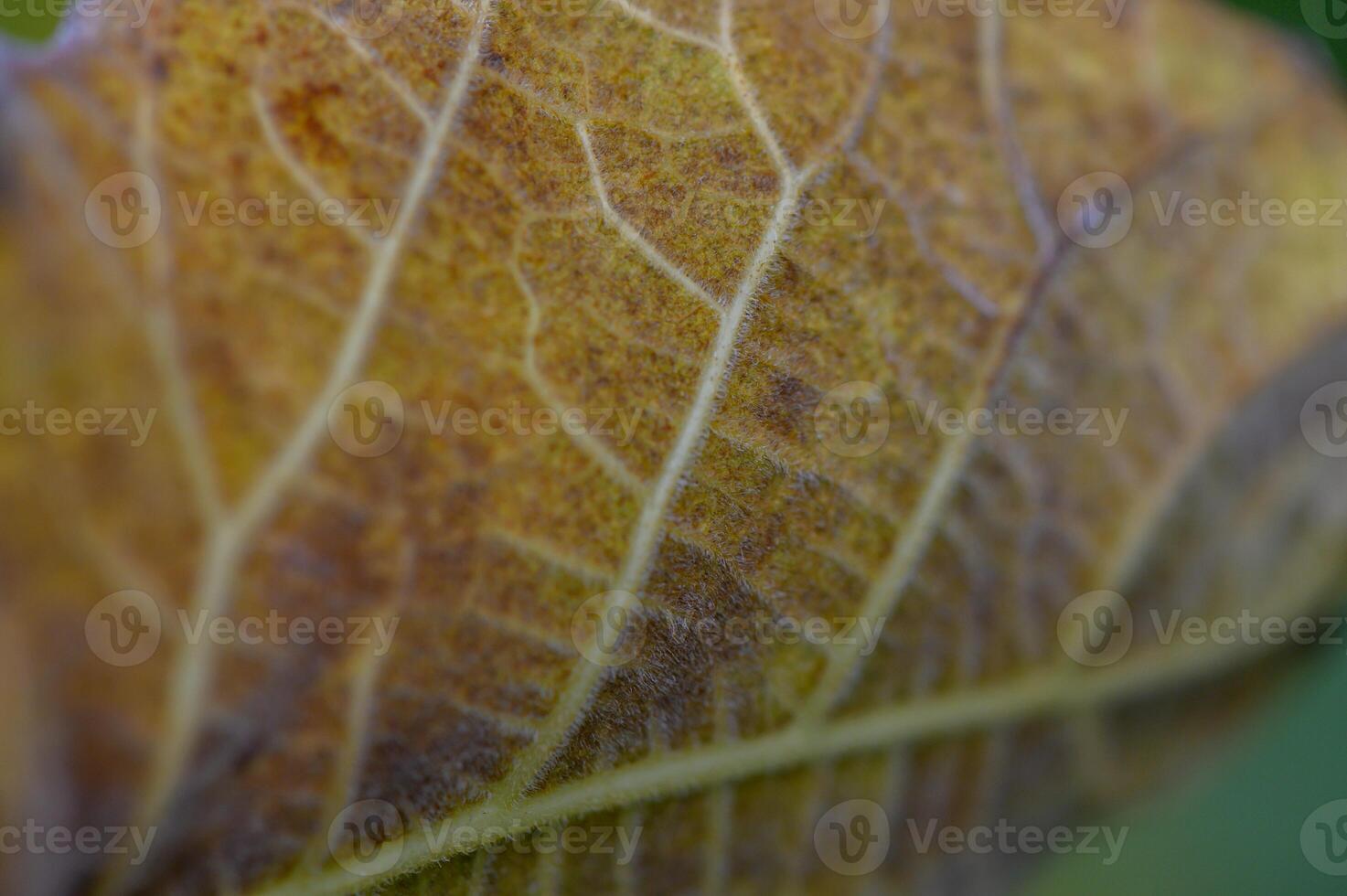 Close-up of a yellow leaf showcasing intricate veins on a sunny autumn day photo