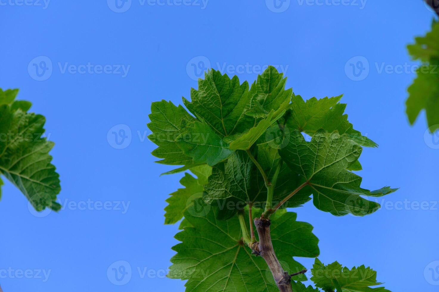 Close-up of a grapevine with fresh green leaves. Shot in natural light, suitable for themes of agriculture, viticulture, and nature. photo