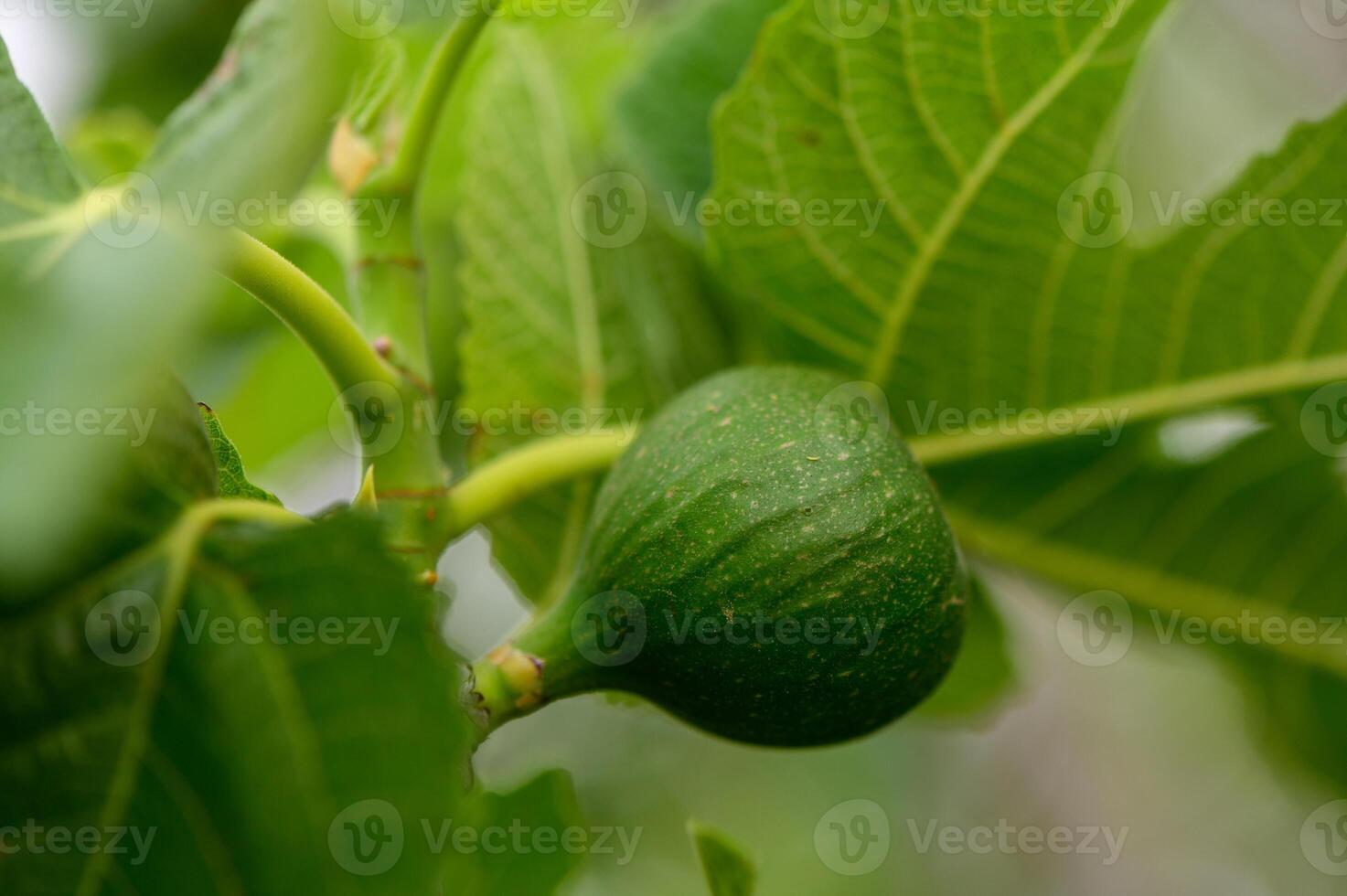 Small green fig fruits developing on a sunny tree branch. Fresh garden scene from Northern Cyprus. photo