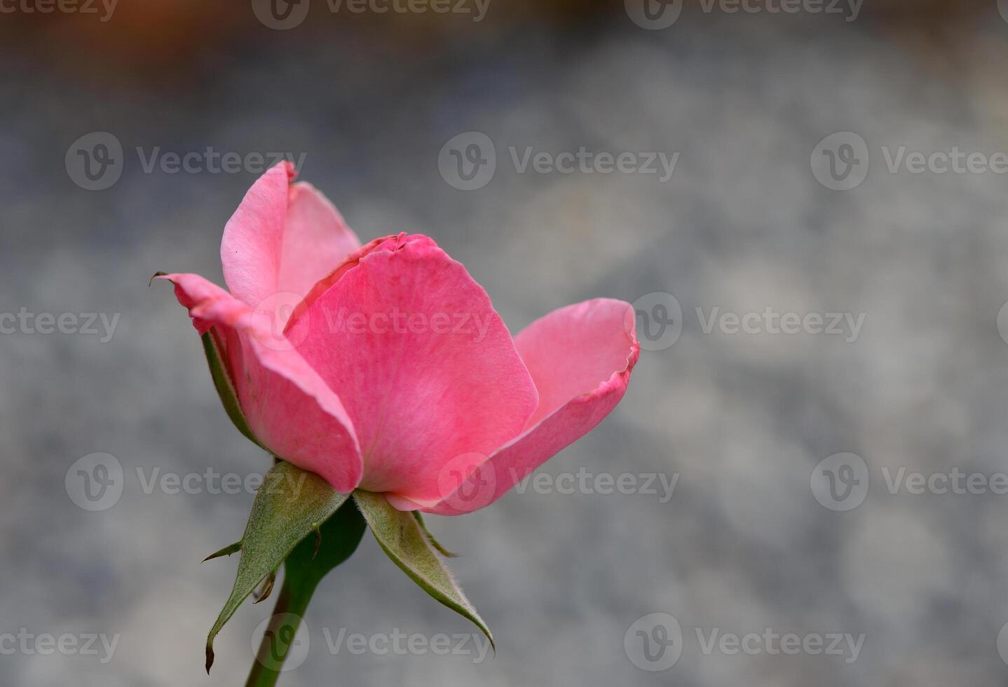 Delicate pink rose illuminated by warm sunset light in Cyprus. Romantic floral close-up with soft tones, natural beauty, and peaceful Mediterranean atmosphere. photo