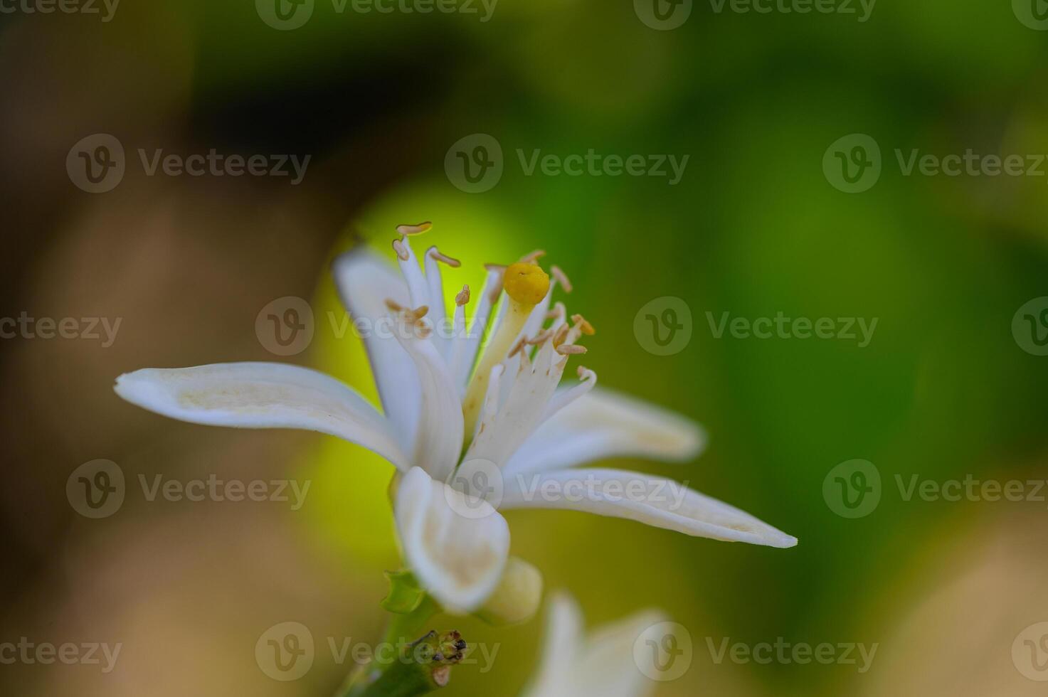 Close-up of a delicate orange blossom with white petals and orange stamen. Captured in natural light, highlighting the fragrant flower. photo