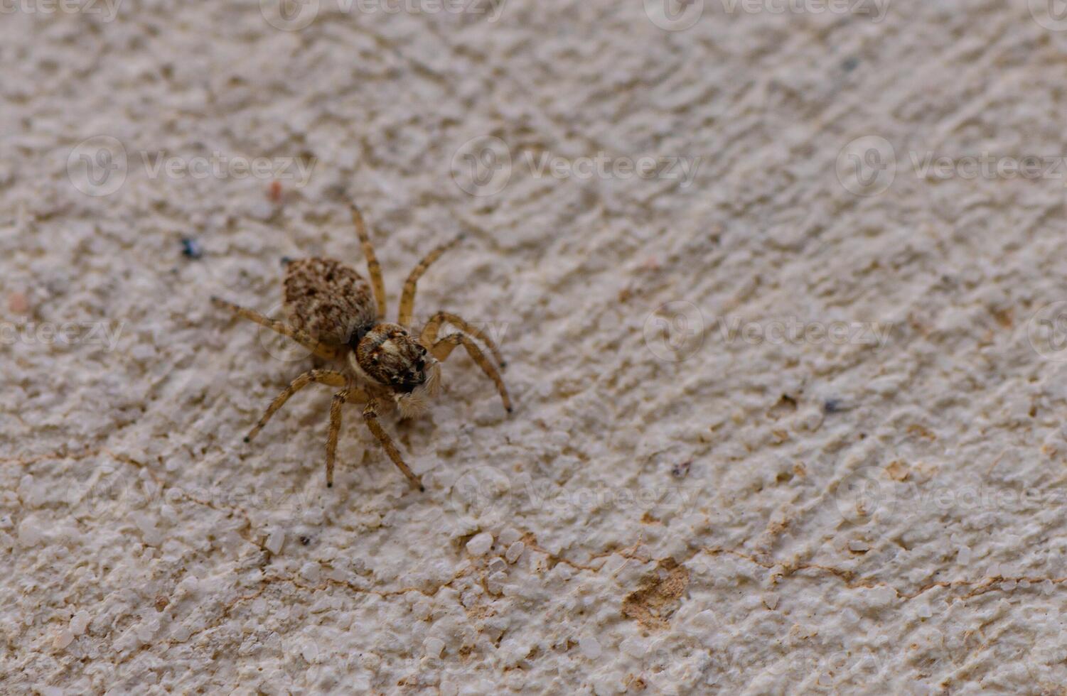 Closeup of Menemerus semilimbatus jumping spider on rough concrete wall in Malta. Detailed macro with natural texture and neutral tones. photo