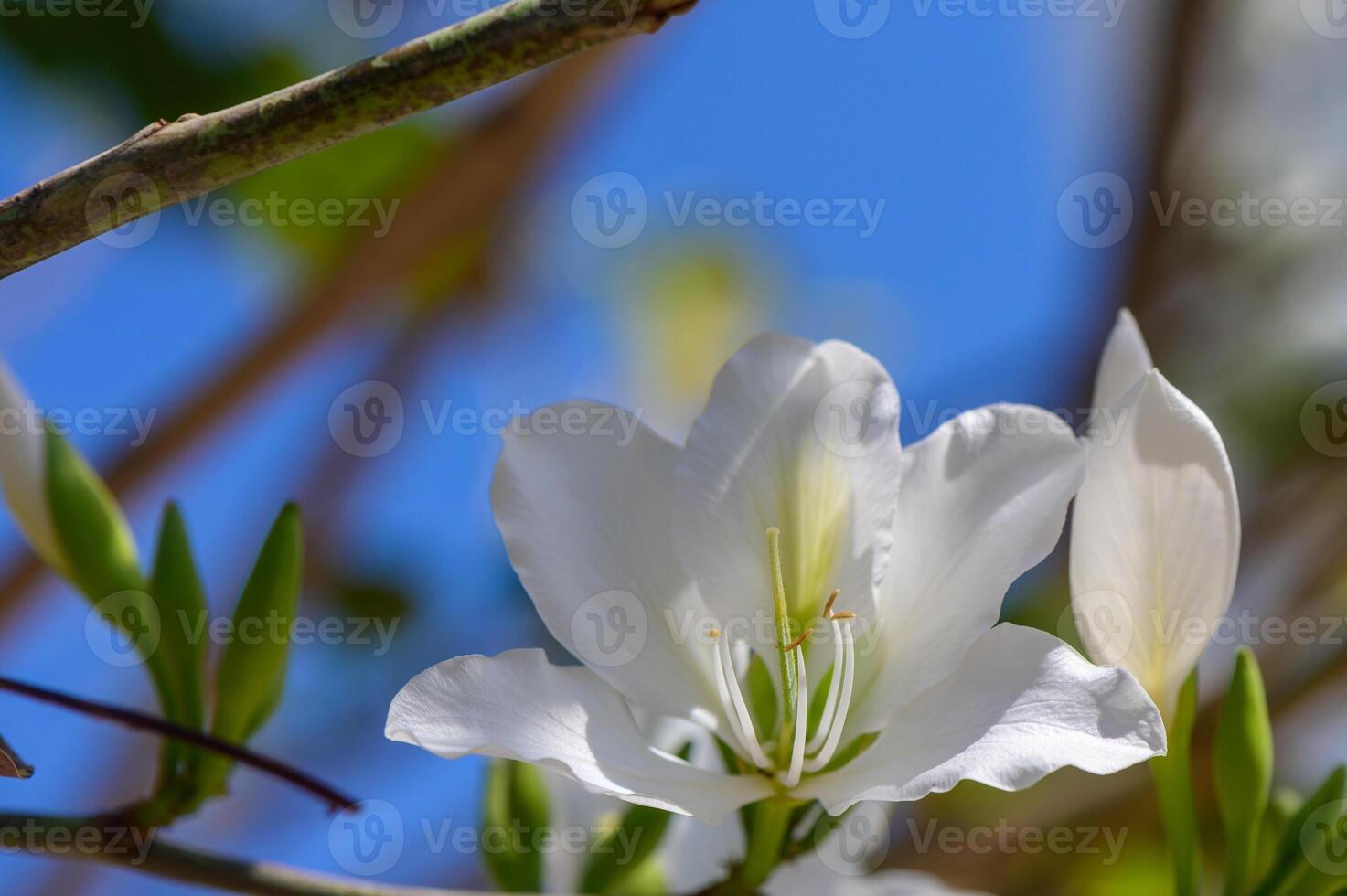 Sunlit White Bougainvillea Alba Branch photo