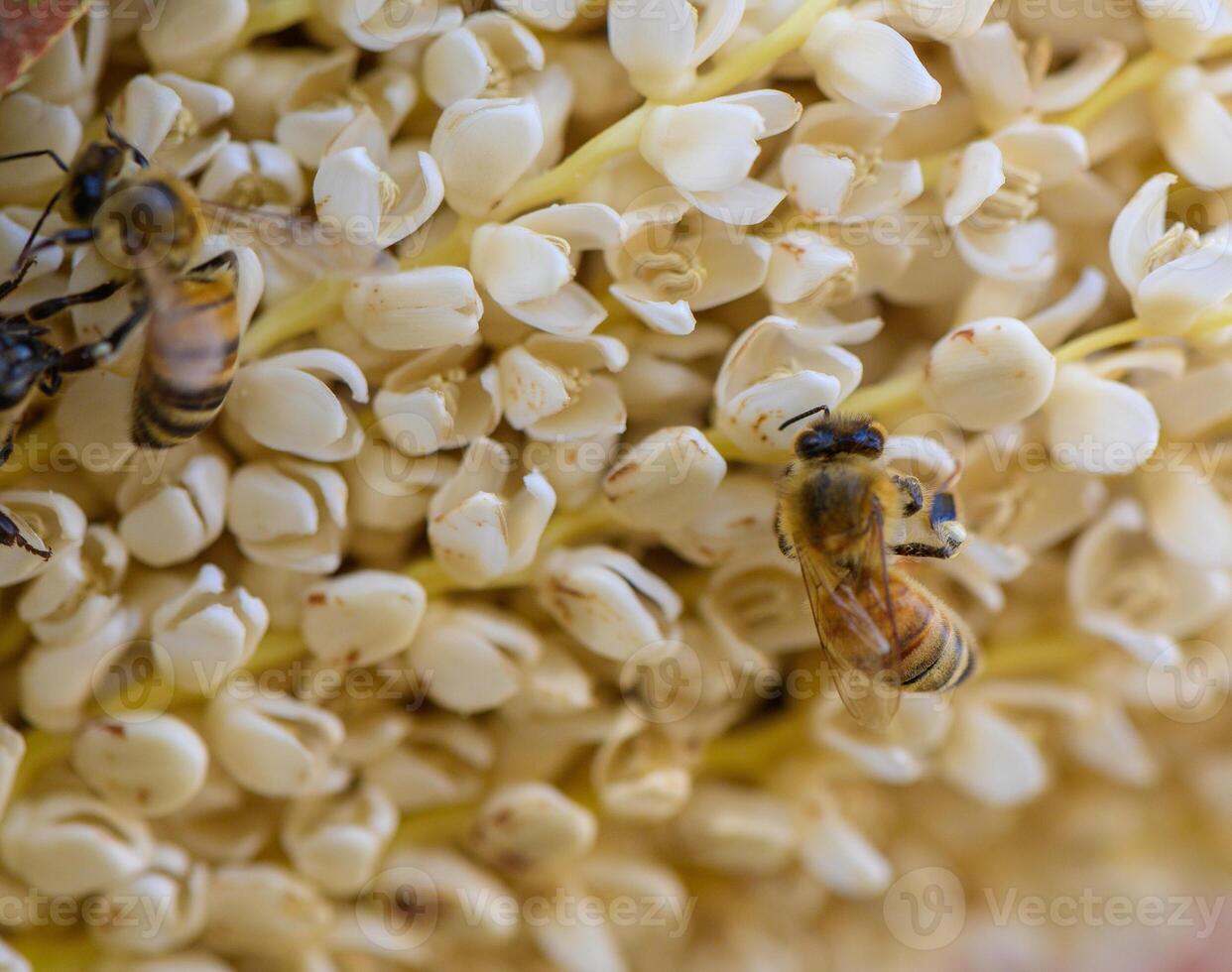 Macro photo of a bee pollinating a date palm flower. Natural light, focus on pollination and agricultural relevance. Shot in Northern Cyprus