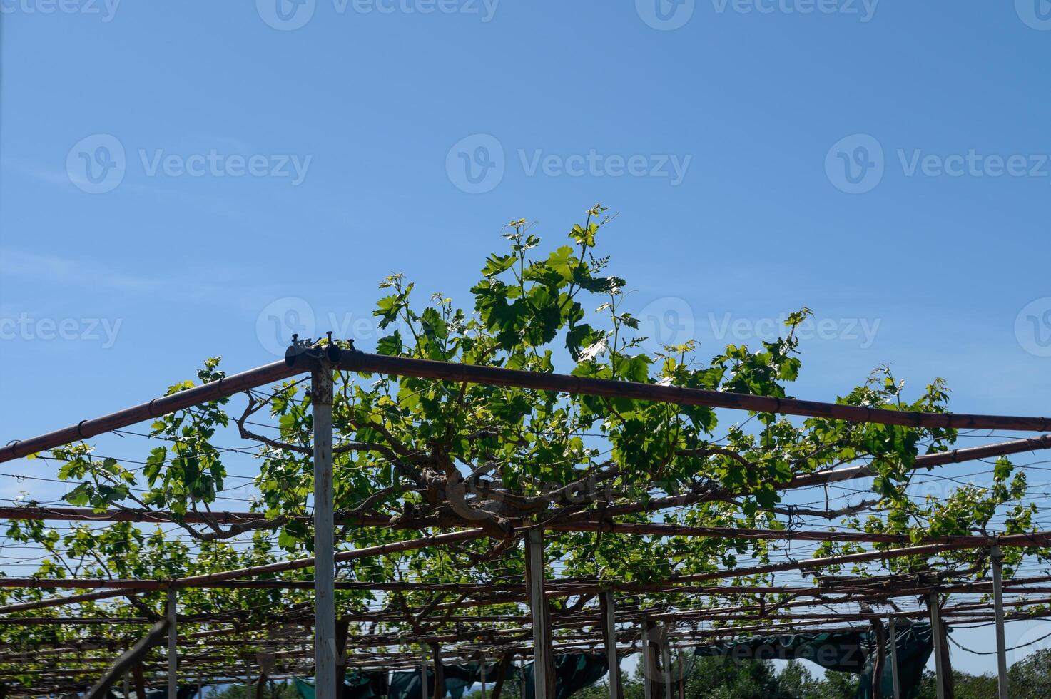 Lush grapevines thrive under a clear blue sky in a sunlit vineyard during the harvest season, promising a bountiful wine production photo