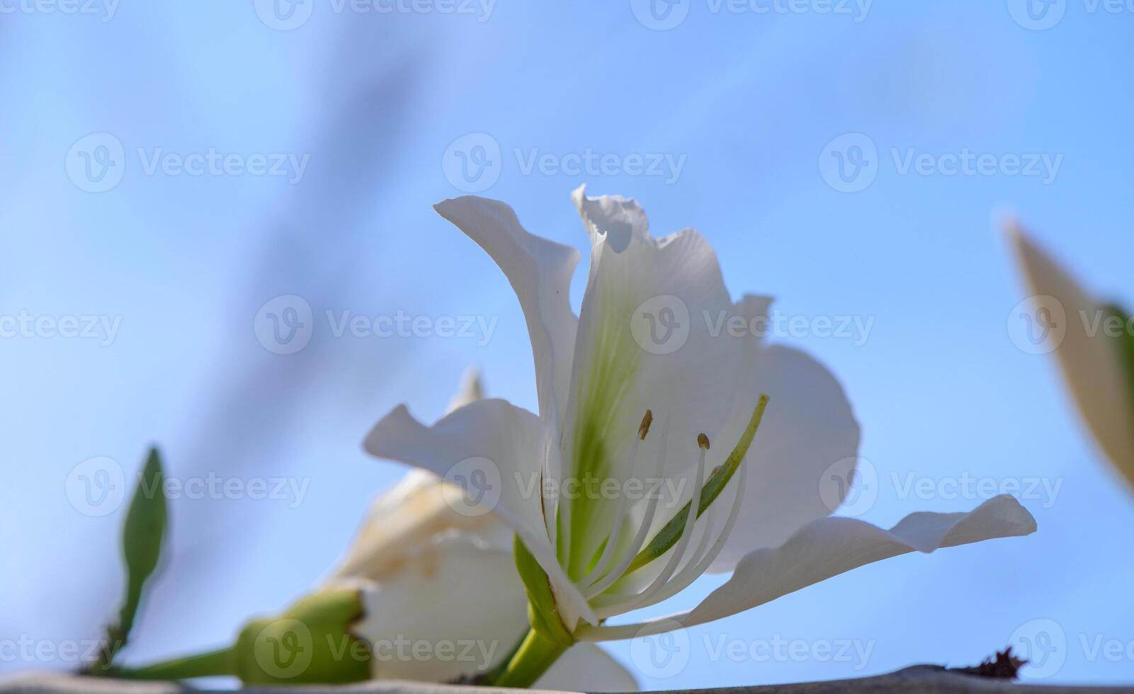 Macro shot of delicate white Bougainvillea alba bracts unfolding in a sunlit Mediterranean garden, showcasing papery petals and lush green foliage. photo