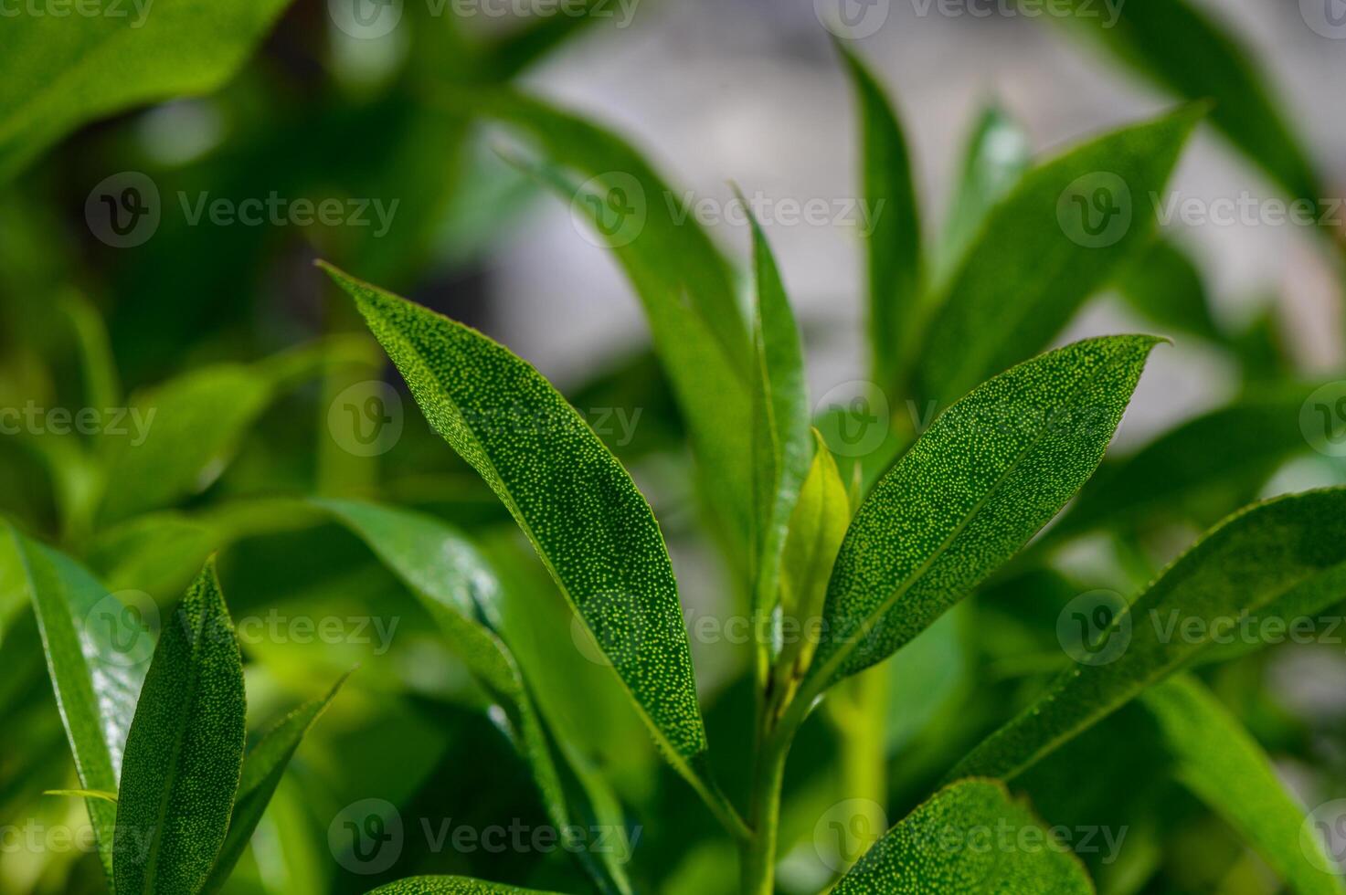 Syzygium paniculatum Brush Cherry Panicle Close-Up photo
