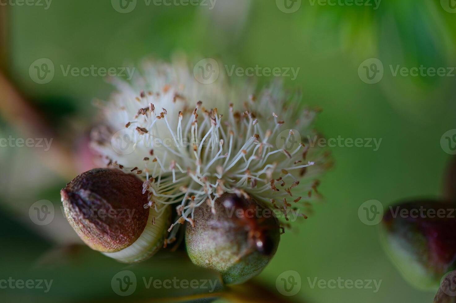 Micro world ant and eucalyptus flower, Cyprus photo