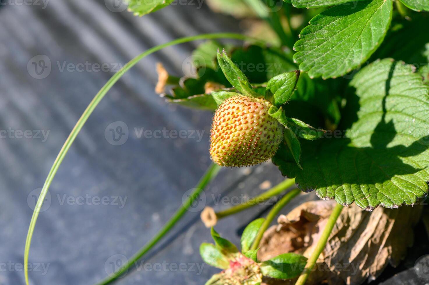 Bright green leaves cradle a young strawberry under the warm sun in a vibrant garden setting, hinting at future sweetness photo