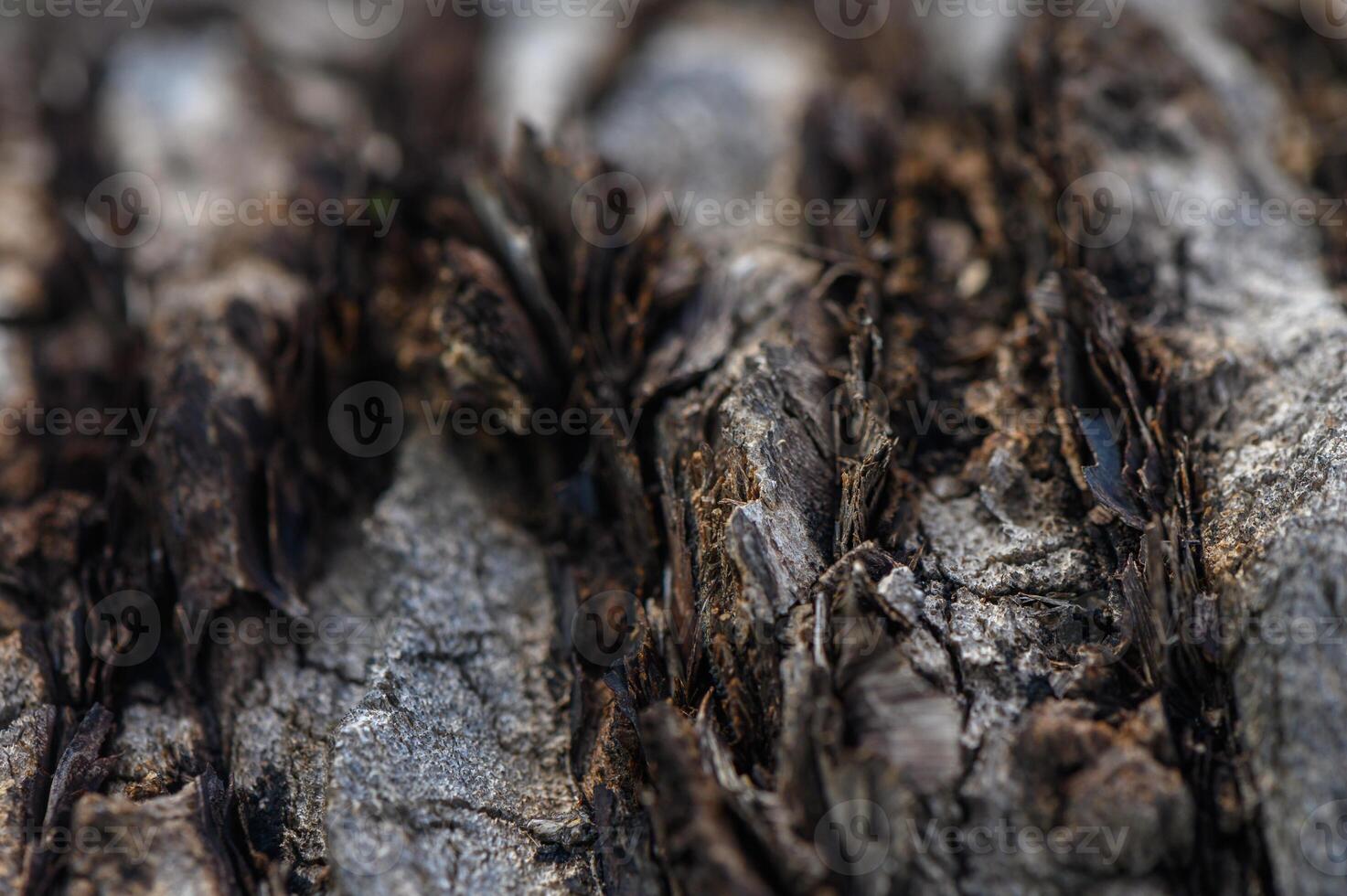Nature's intricate textures reveal the beauty of aged tree bark in close-up detail 1 photo