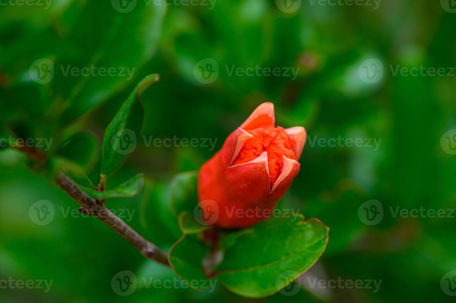 Minimal close-up of a single red pomegranate flower on a slender branch. Simple and striking. photo