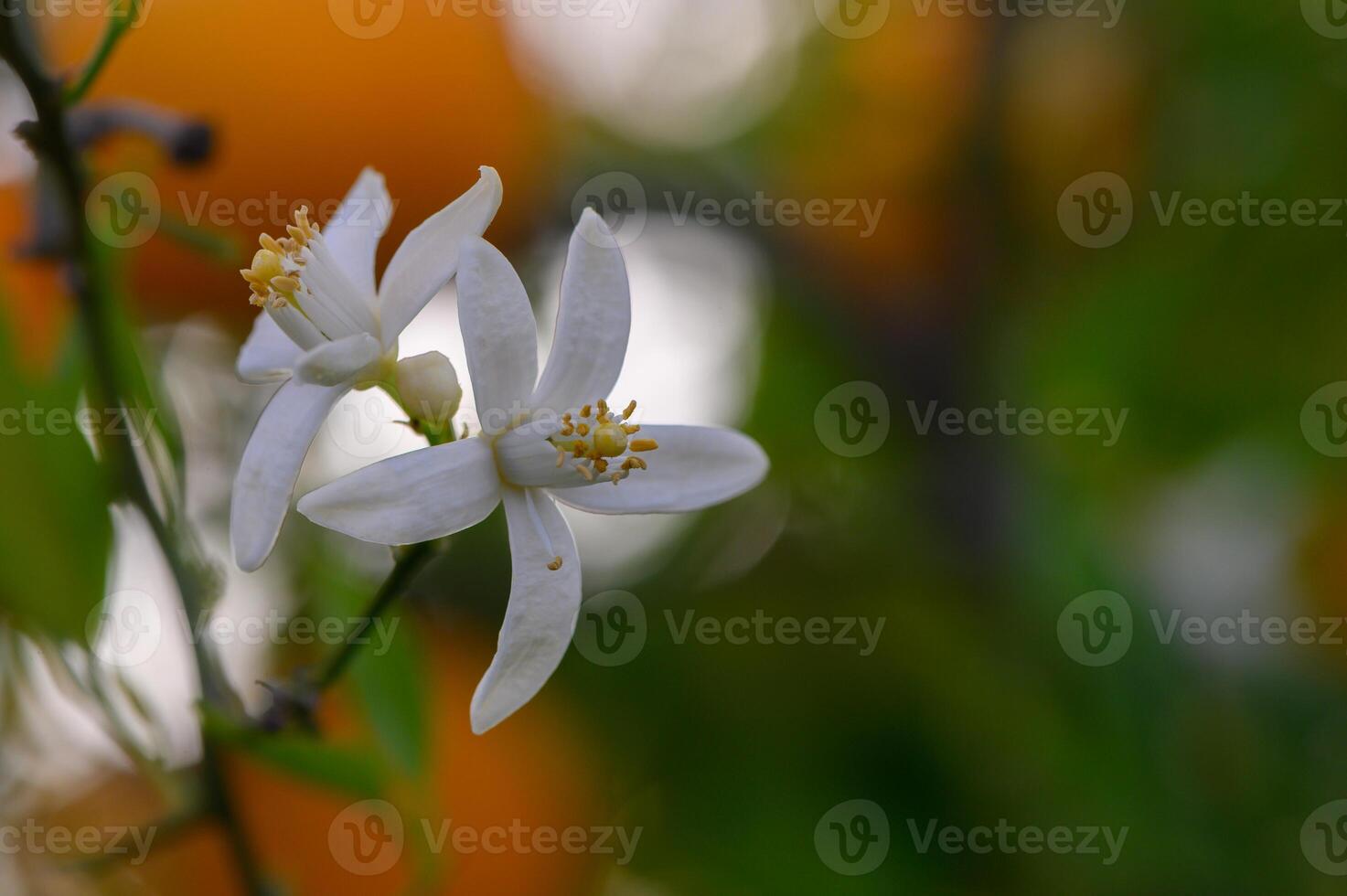 Beautiful white flowers blooming against a vibrant orange background in a sunny garden setting during spring photo