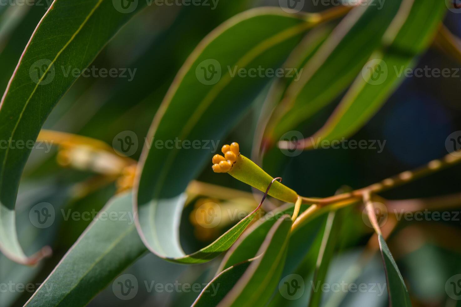 Close-up of eucalyptus flowers blooming on a tree in Northern Cyprus, with delicate white filaments and green foliage under the spring sun. photo