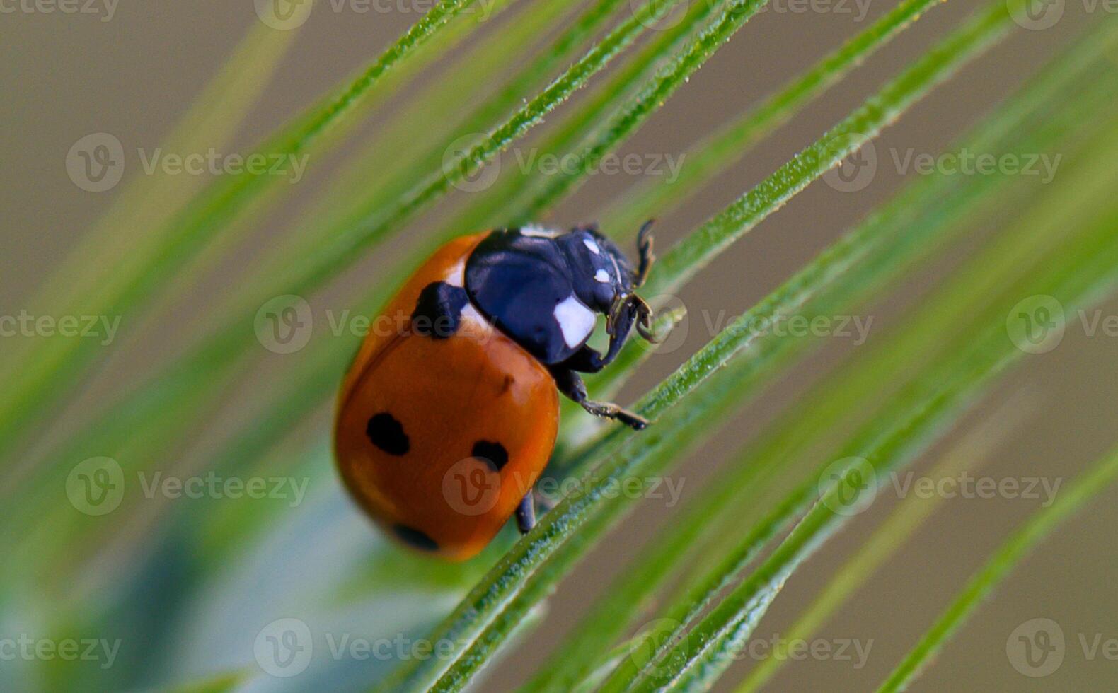 Exploring the delicate world of a ladybug resting on green grass under soft sunlight photo