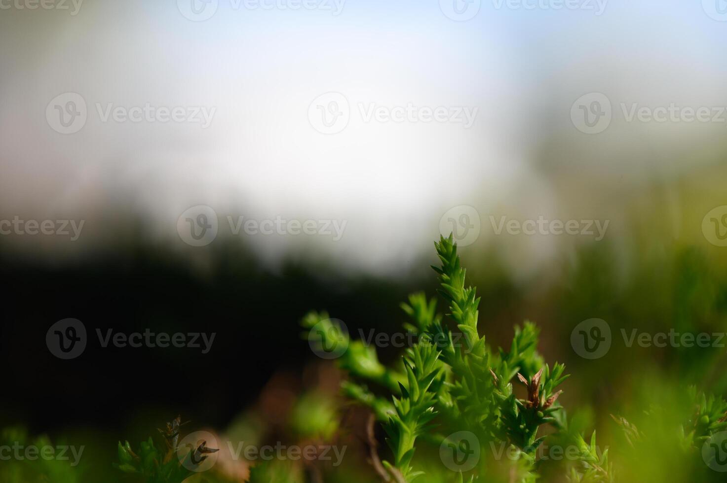 Lush green moss thriving in a tranquil forest setting during a soft morning light photo