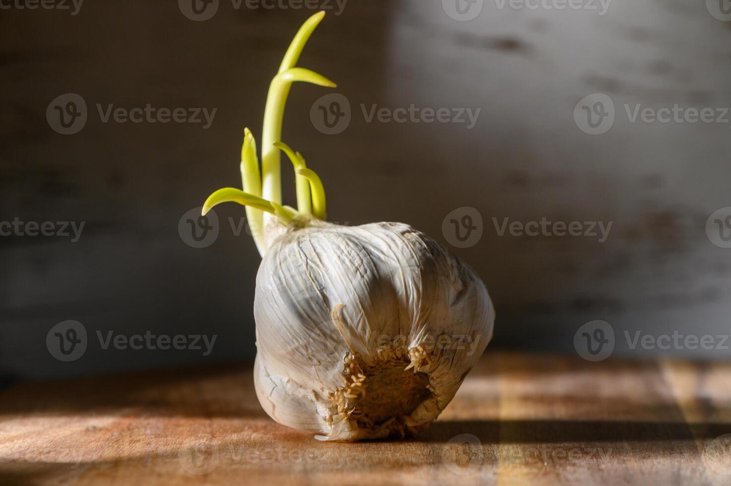Garlic bulb sprouting in warm sunlight on a rustic wooden table, symbolizing photo