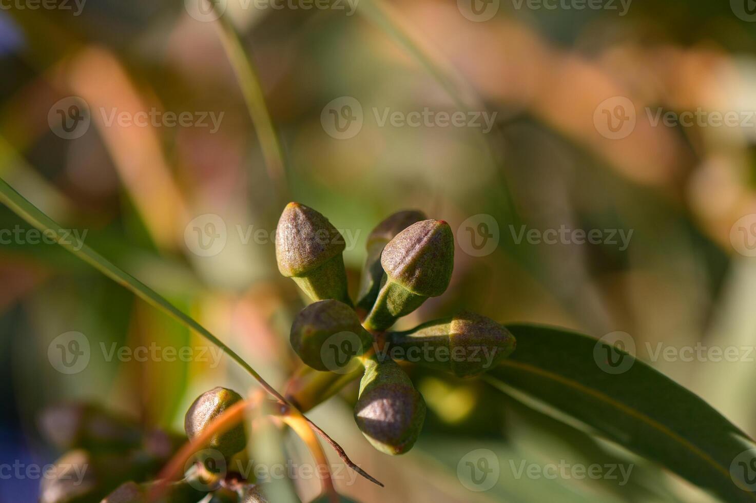 Eucalyptus flower buds macro, Northern Cyprus photo