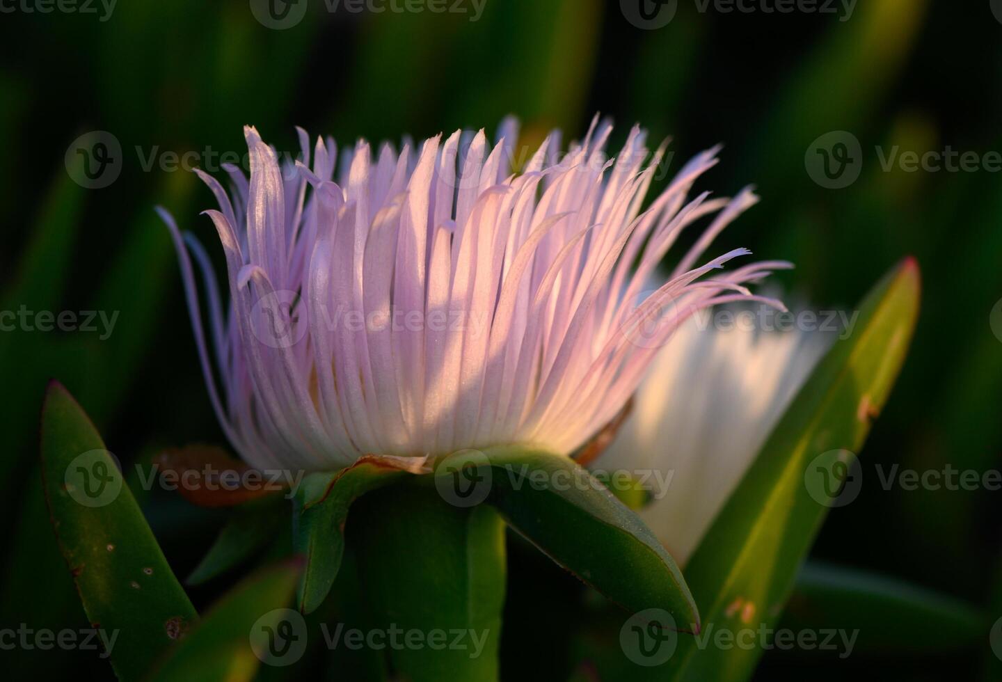 Vibrant coastal bloom with delicate petals glistening in warm evening light photo