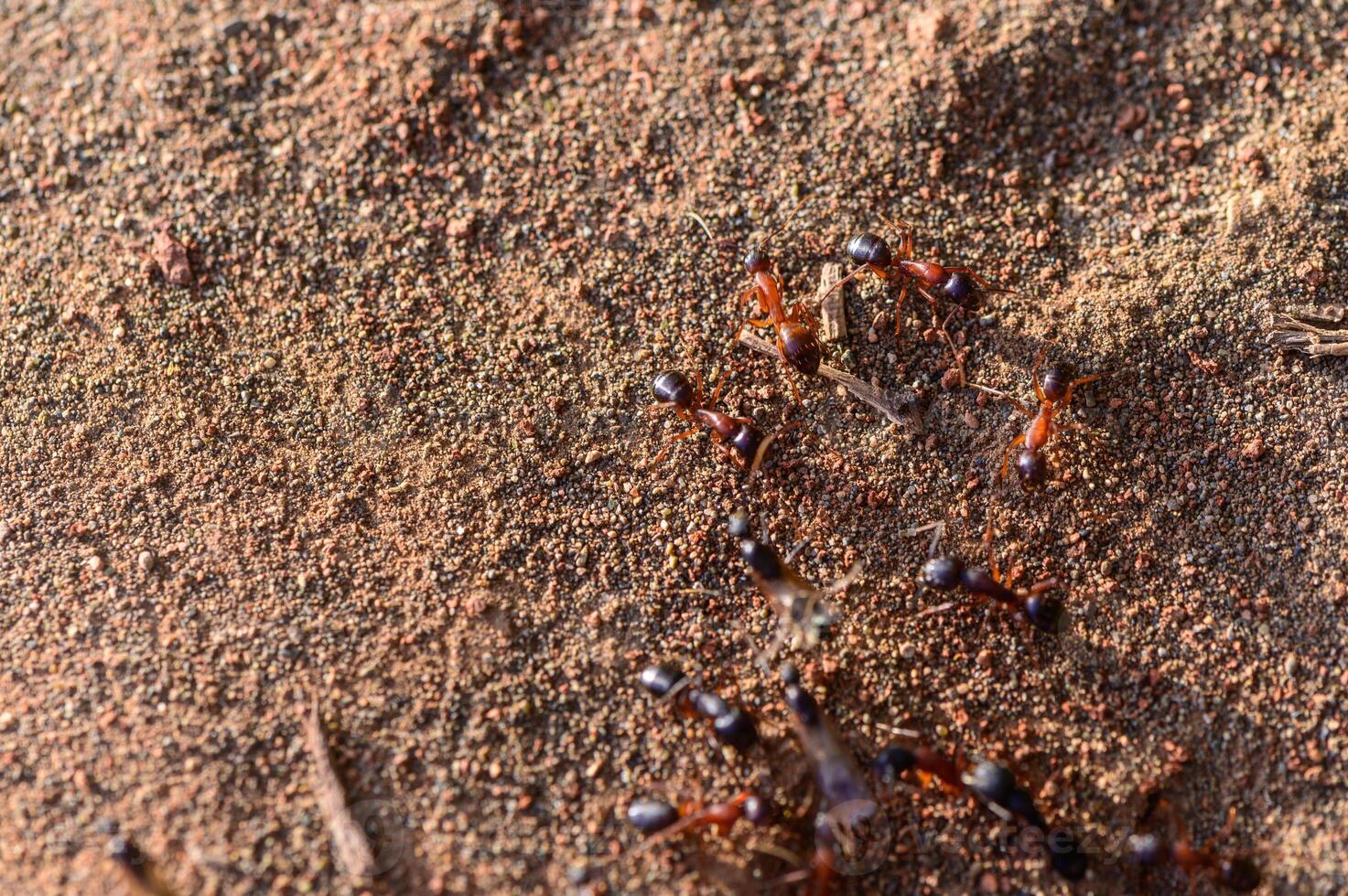 Macro photo of ants near the entrance of their nest. Captured in Northern Cyprus. Natural light, wildlife and insect behavior.
