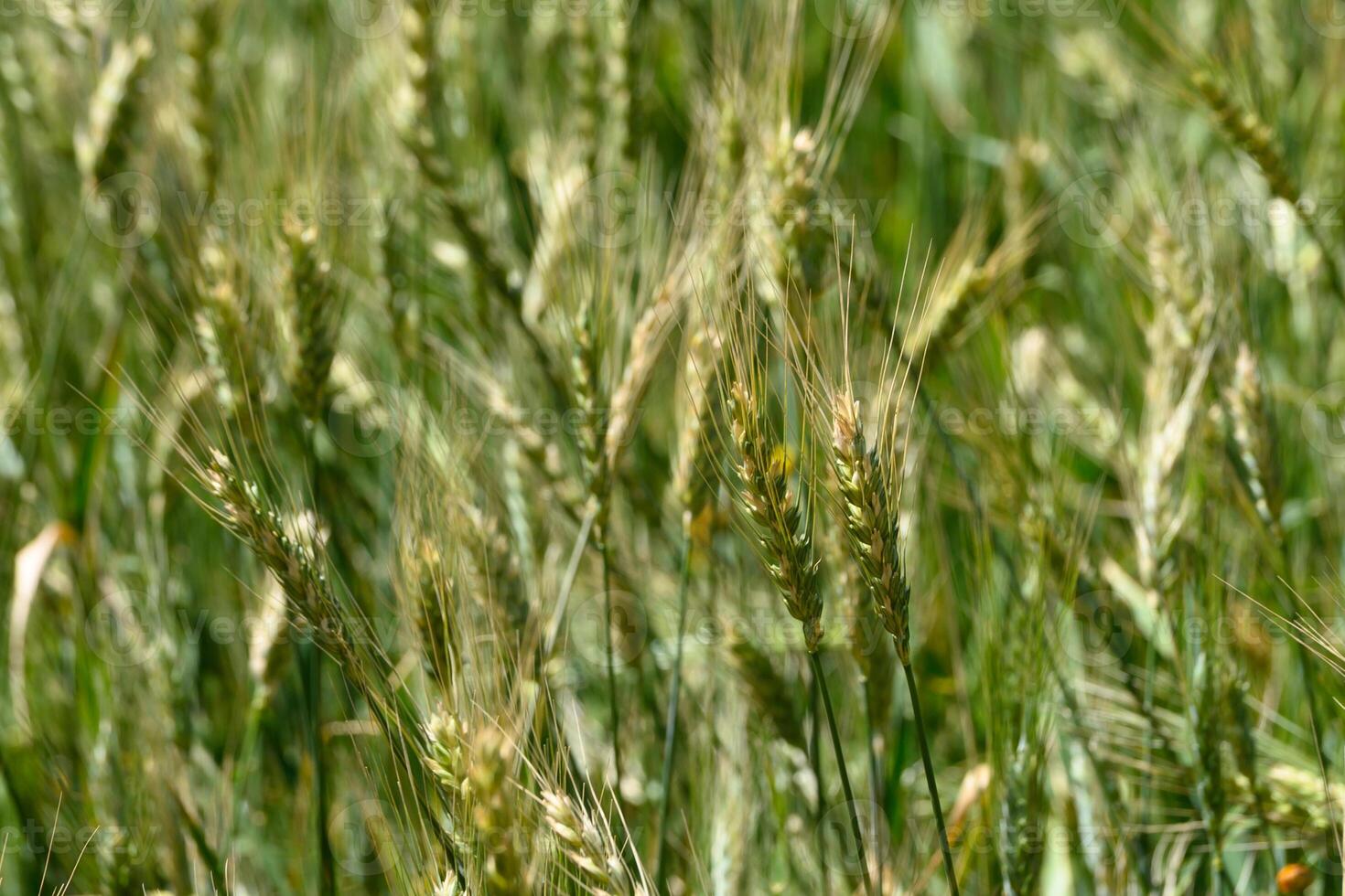 Golden waves of wheat sway gracefully under the warm sun in a vibrant green field during the early summer months photo