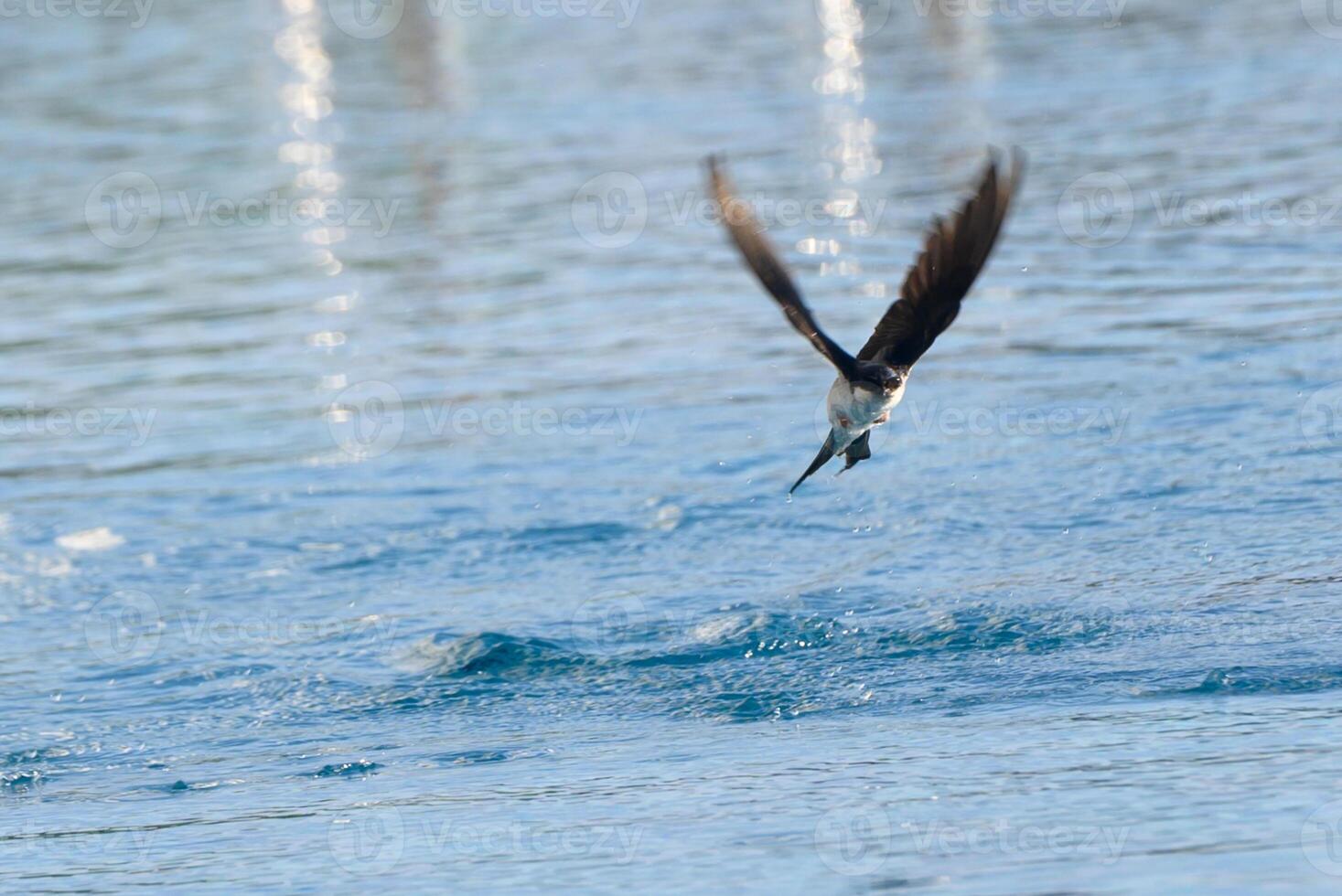 Bird diving into water for a catch at dawn near a tranquil lake surrounded by vibrant greenery photo