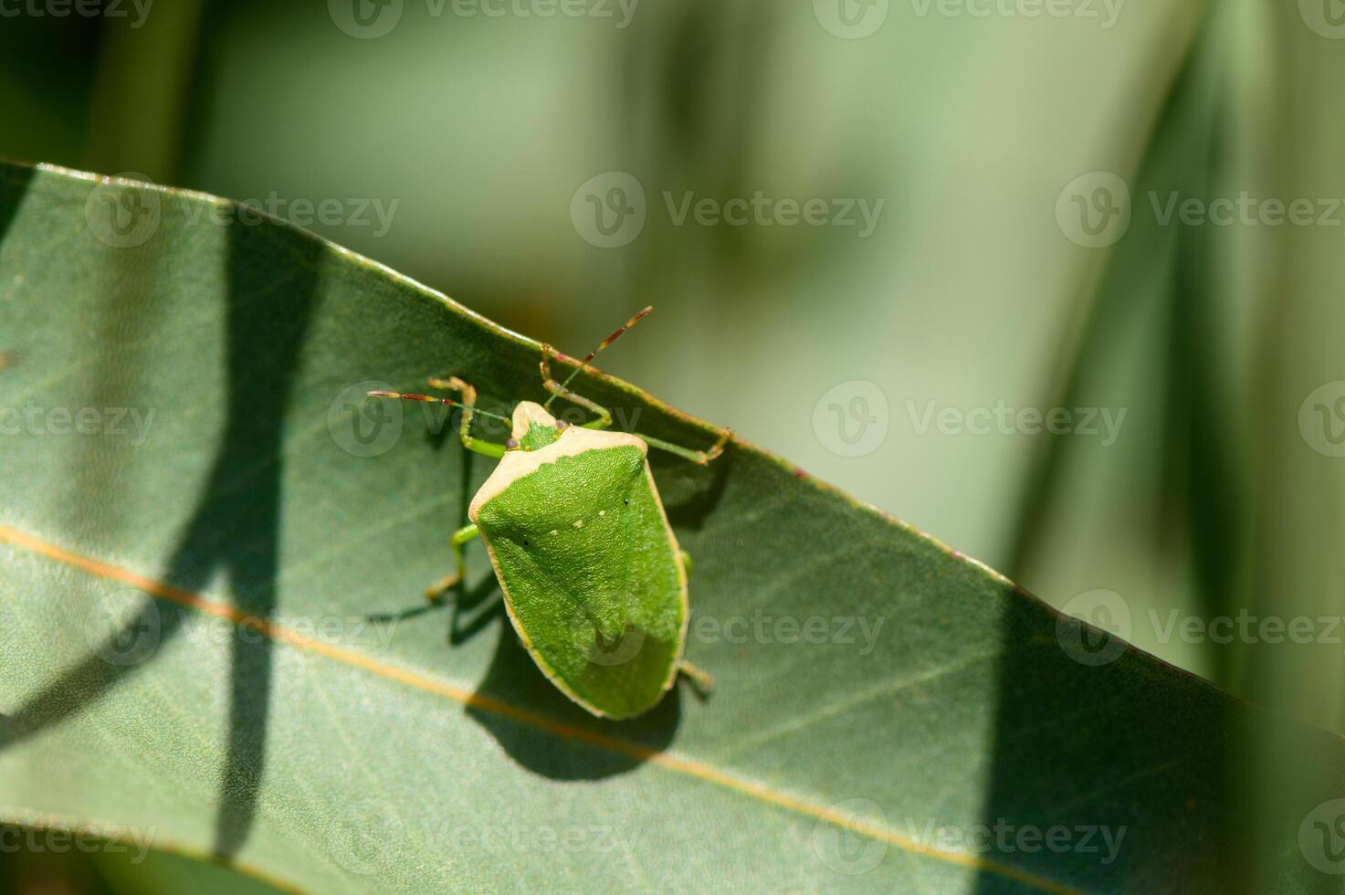 Green Vegetable Bug on Eucalyptus Leaf in Cyprus Nature Close-Up photo