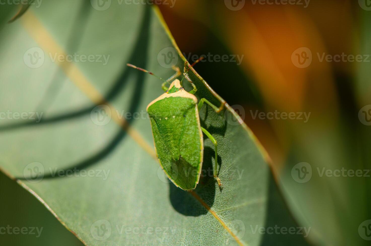 Macro image of a green shield bug sitting on a eucalyptus leaf in Cyprus. Bright sunlight and natural background. photo