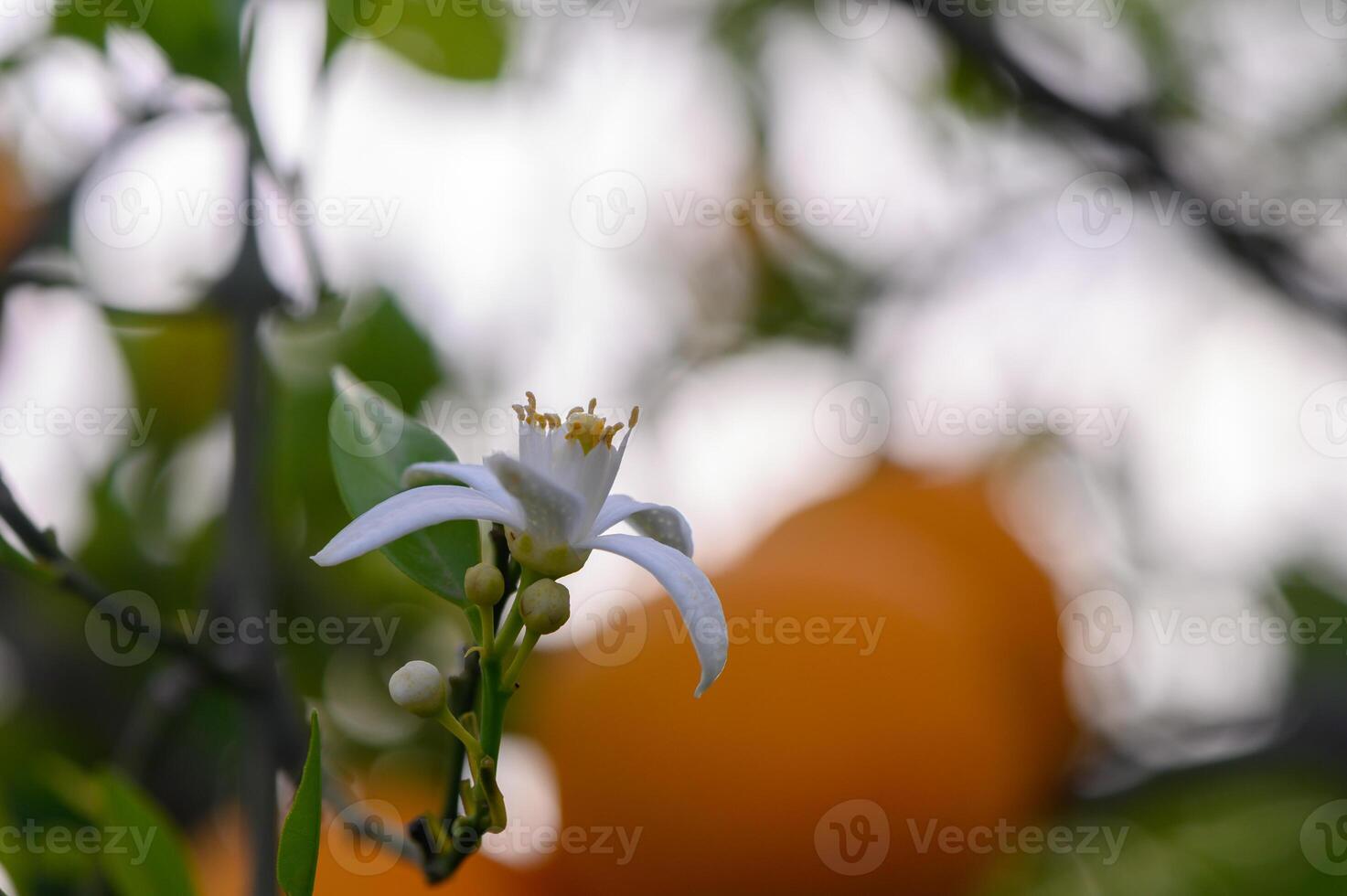 Delicate white blossoms amidst vibrant orange citrus fruits in an enchanting backyard garden in springtime photo