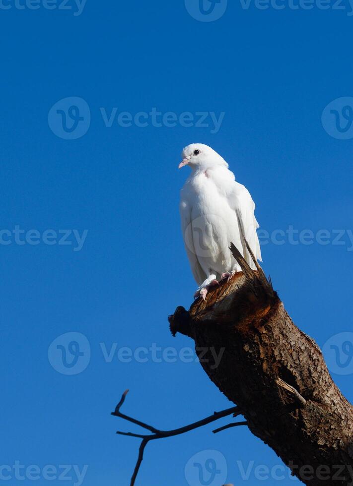 Elegant white dove perched on tree branch against a bright blue sky during a tranquil afternoon photo
