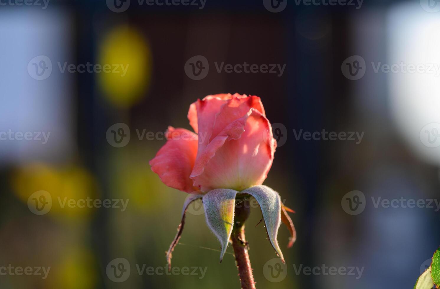 A beautiful pink rose blooming in a garden in Cyprus. The delicate petals and vibrant color make it a perfect symbol of Mediterranean floral beauty and springtime. photo