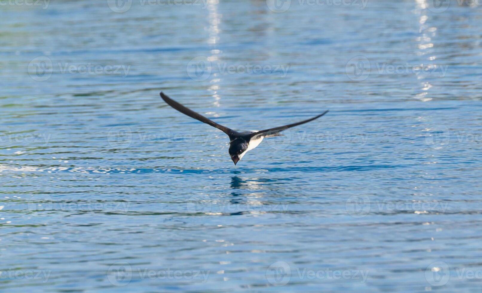 Graceful bird skimming the shimmering water at dawn in a tranquil lake photo