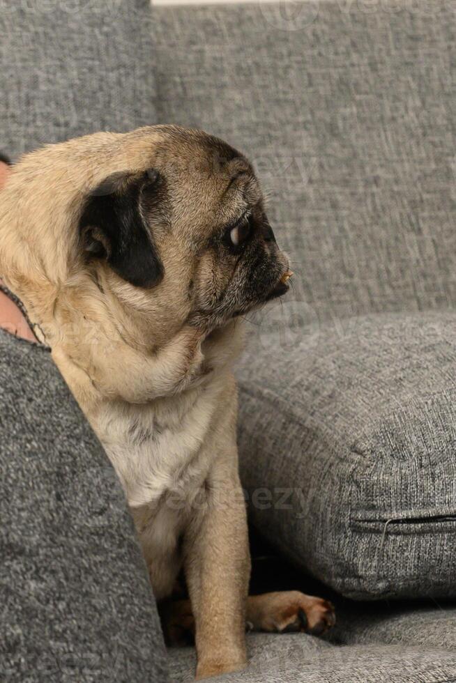 Pug lounging comfortably on a cozy couch while observing its surroundings in a warm home setting photo