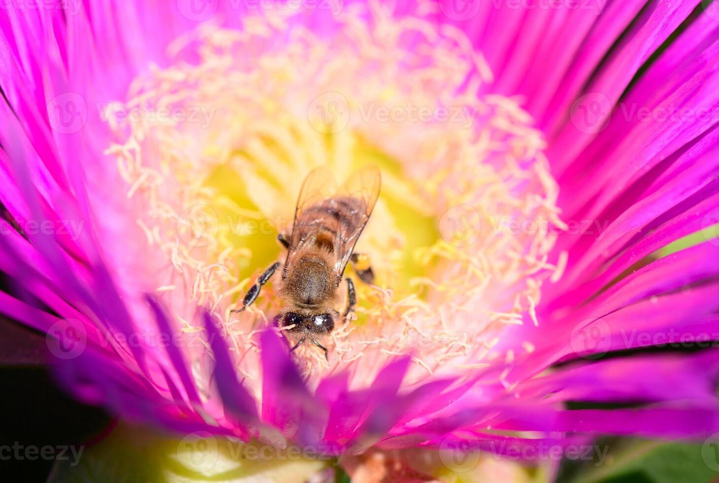 Wild Bee on Blooming Carpobrotus Edulis 1 photo